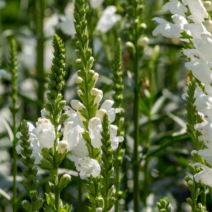 Crown of Snow Obedient Plant (Physostegia virginiana), 9cm Pot - plants - express.com