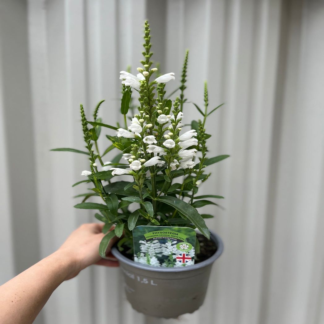 Crown of Snow Obedient Plant (Physostegia virginiana), 9cm Pot - plants - express.com