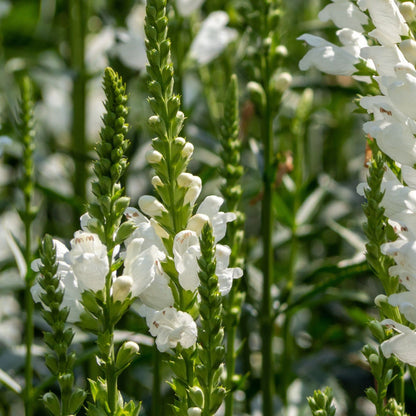 Crown of Snow Obedient Plant (Physostegia virginiana), 9cm Pot - plants - express.com