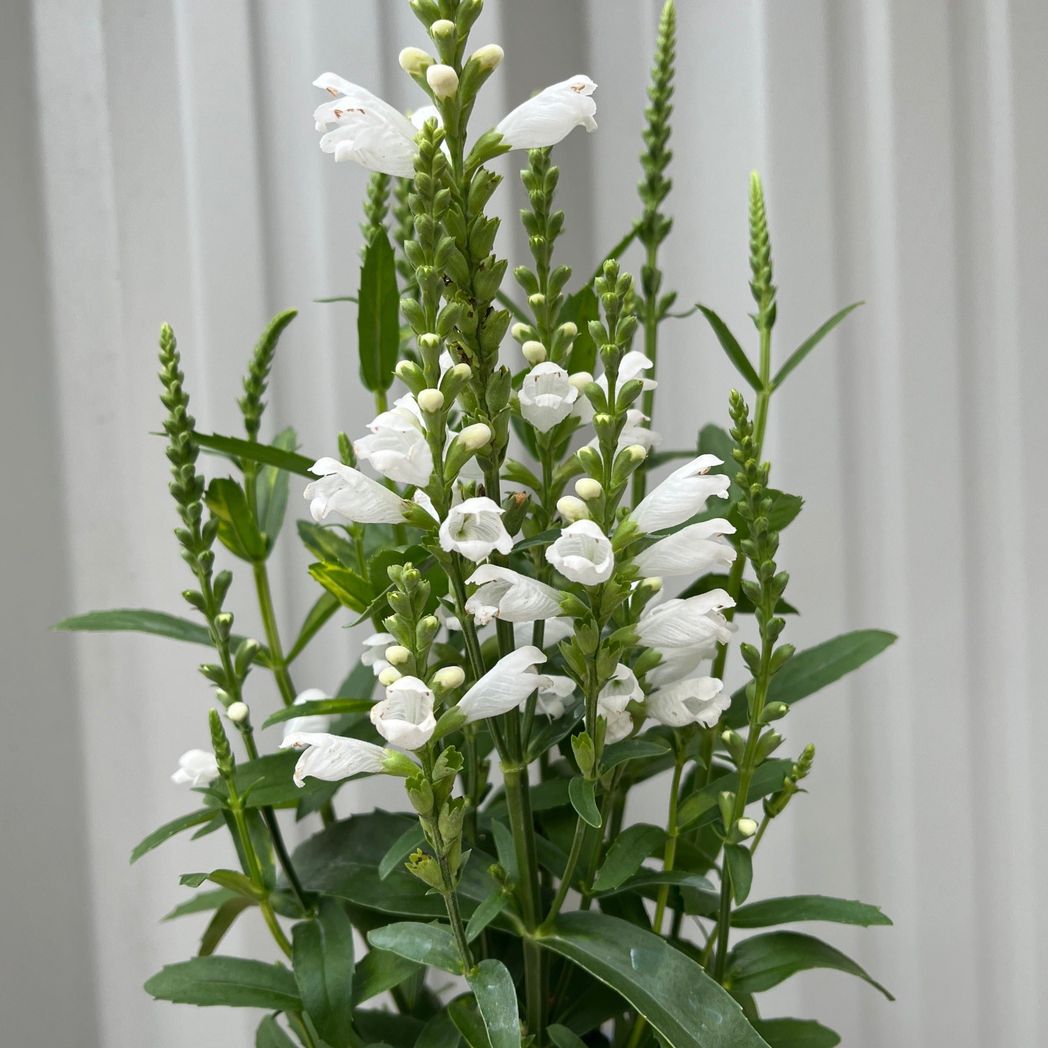 Crown of Snow Obedient Plant (Physostegia virginiana), 9cm Pot - plants - express.com