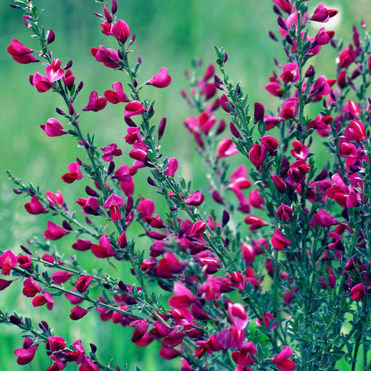 Cytisus x boskoopii 'Boskoop Ruby' 2L - plants - express.com