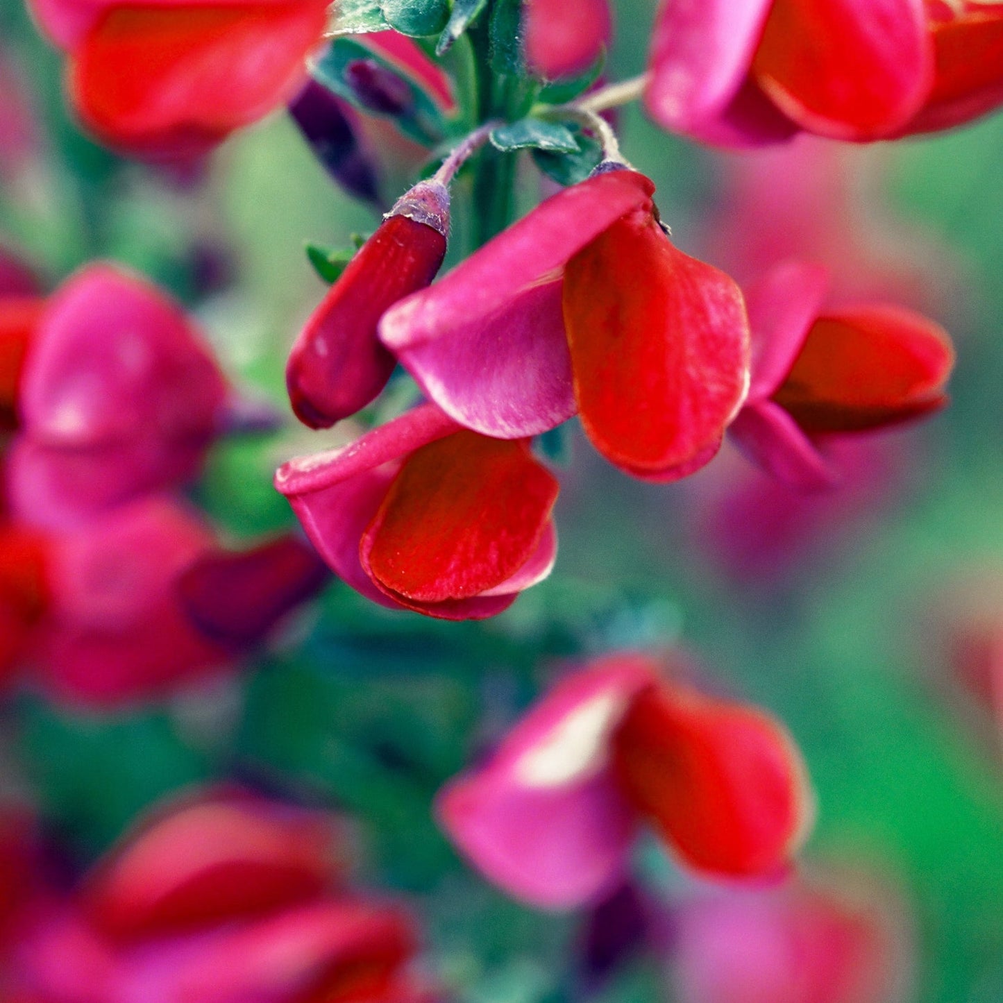 Cytisus x boskoopii 'Boskoop Ruby' 2L - plants - express.com