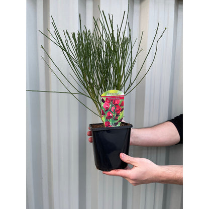 Cytisus x boskoopii 'Boskoop Ruby' 2L - plants - express.com
