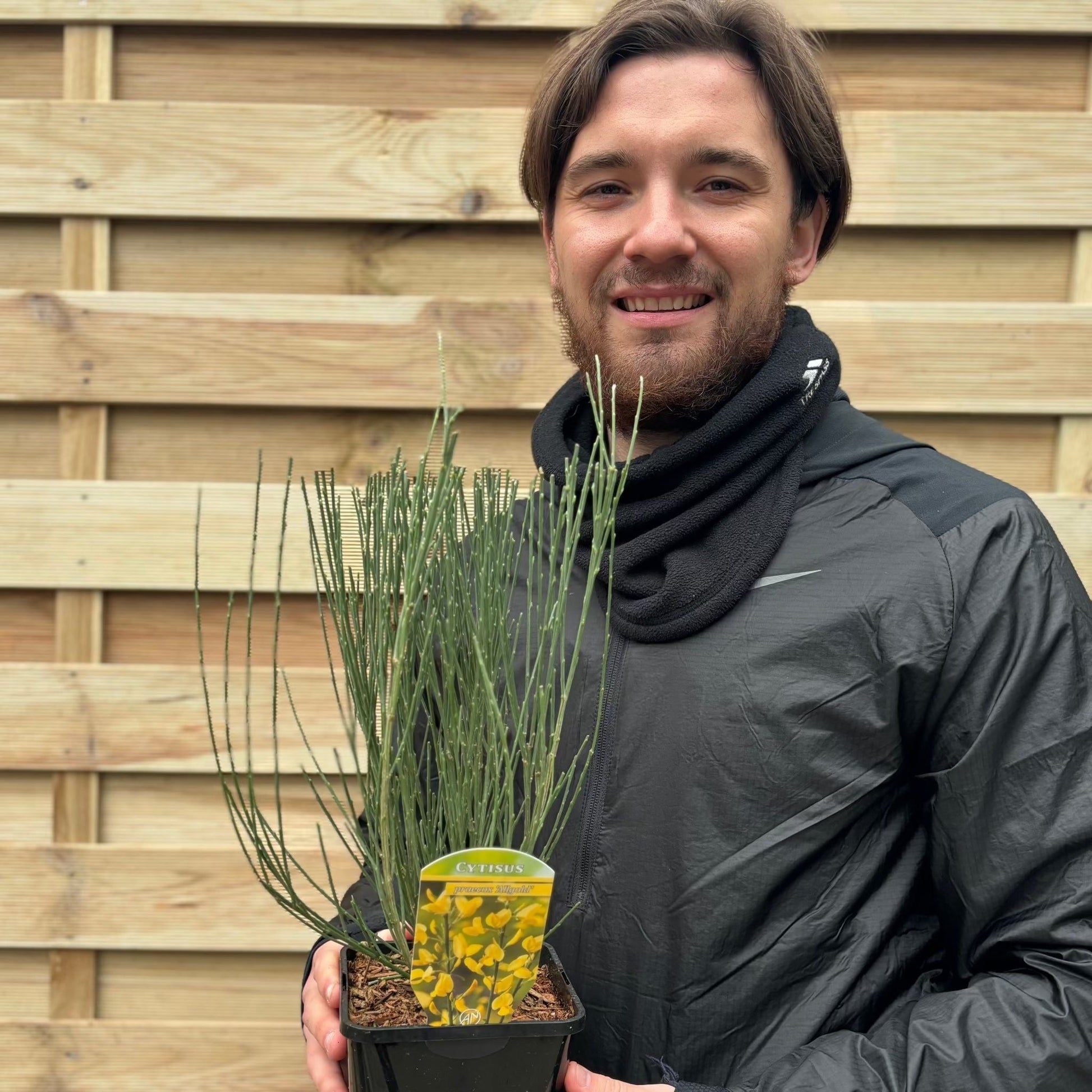 Cytisus x praecox 'Allgold' 2L - plants - express.com