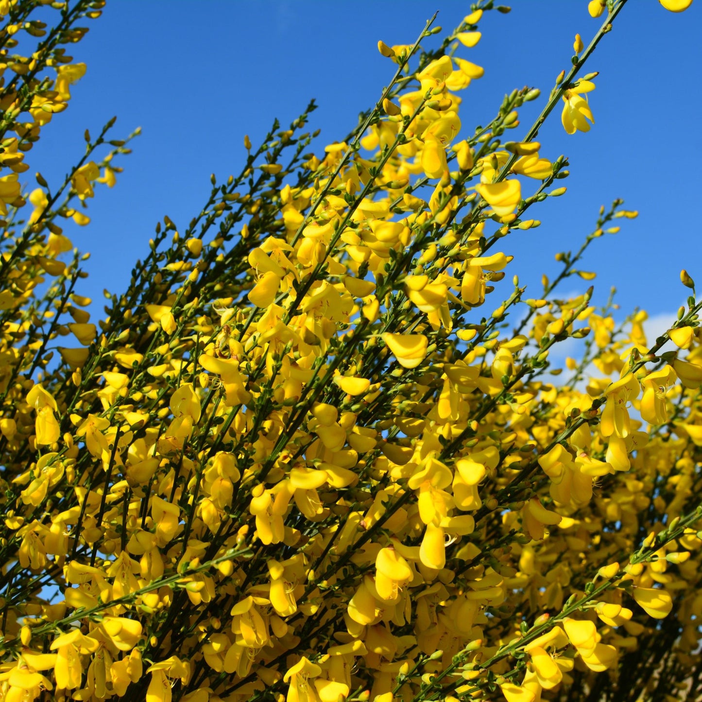 Cytisus x praecox 'Allgold' 2L - plants - express.com