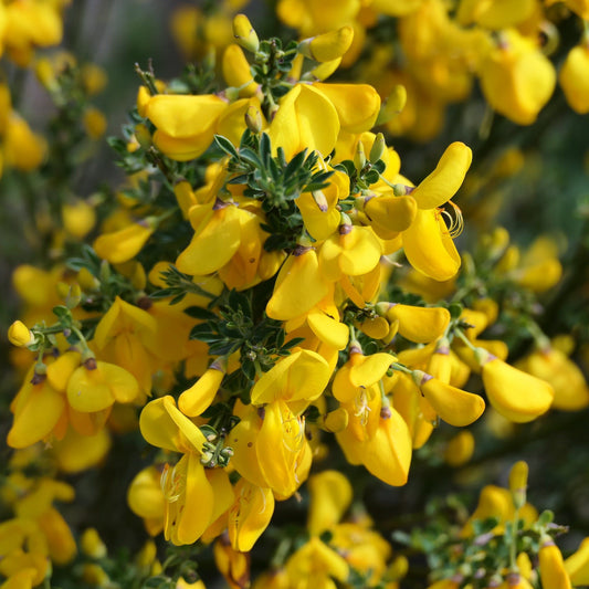 Cytisus x praecox 'Allgold' 2L - plants - express.com