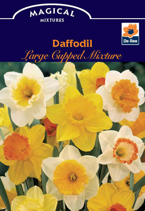 Daffodil Large Cupped Mix: 7 Bulbs (10/12) for March - April - plants - express.com