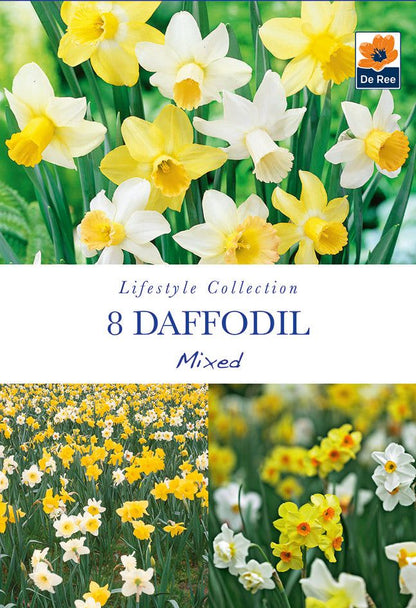Daffodil Mixed Bulbs - 8 White & Yellow Spring Daffodils - plants - express.com