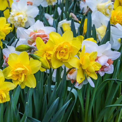 Daffodil Mixed Bulbs - 8 White & Yellow Spring Daffodils - plants - express.com