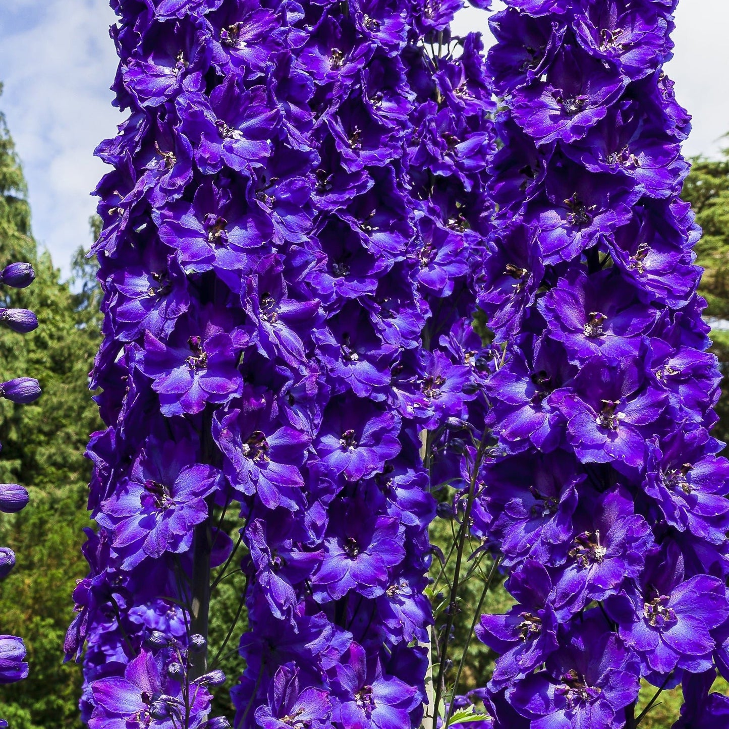 Delphinium 'Black Knight' 9cm - plants - express.com