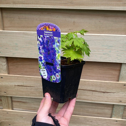 Delphinium 'Black Knight' 9cm - plants - express.com