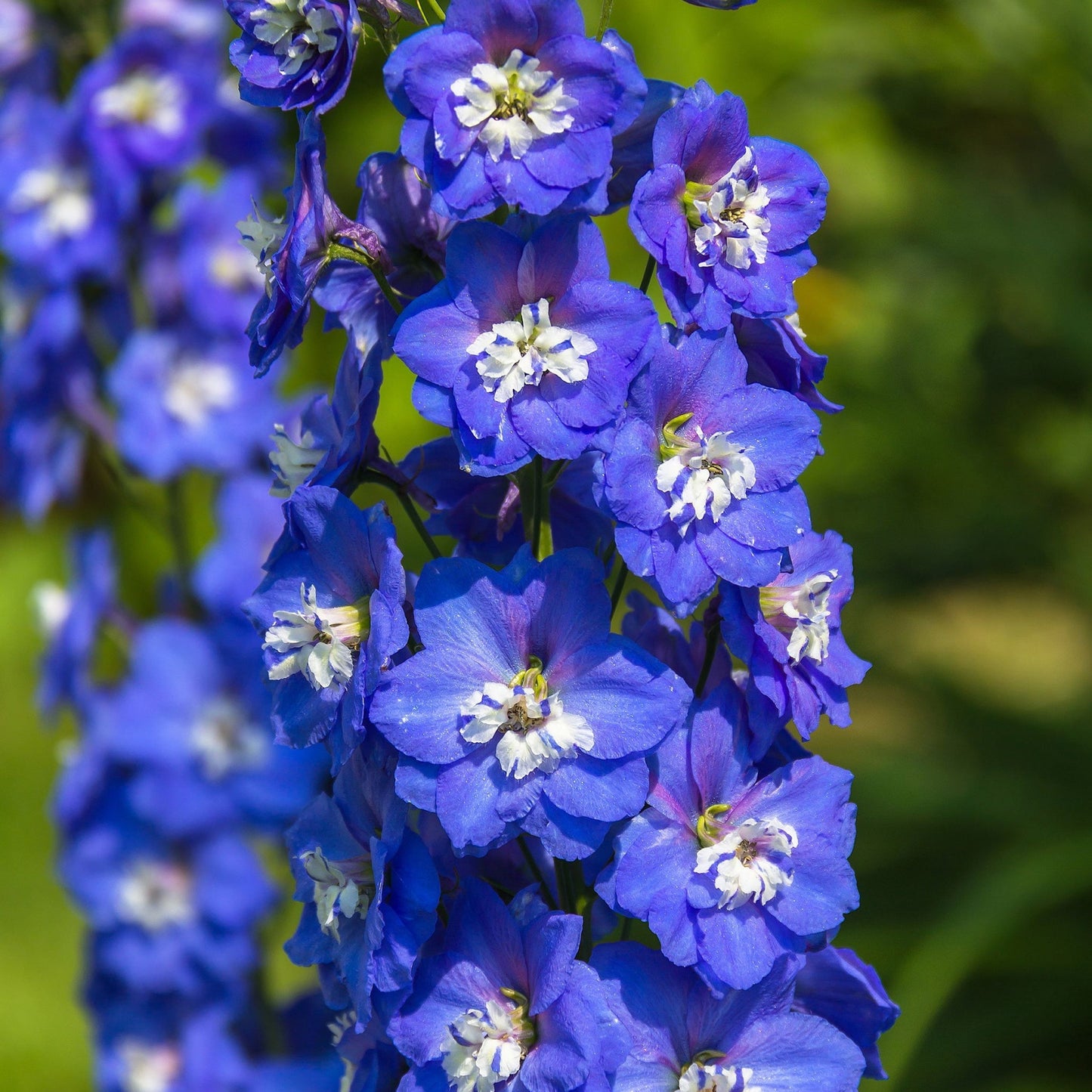 Delphinium Magic Fountain - Dark Blue & White, 9cm Pot, 3L - plants - express.com