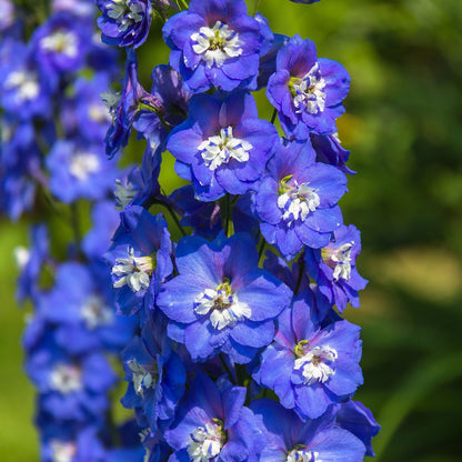 Delphinium Magic Fountain - Dark Blue & White, 9cm Pot, 3L - plants - express.com