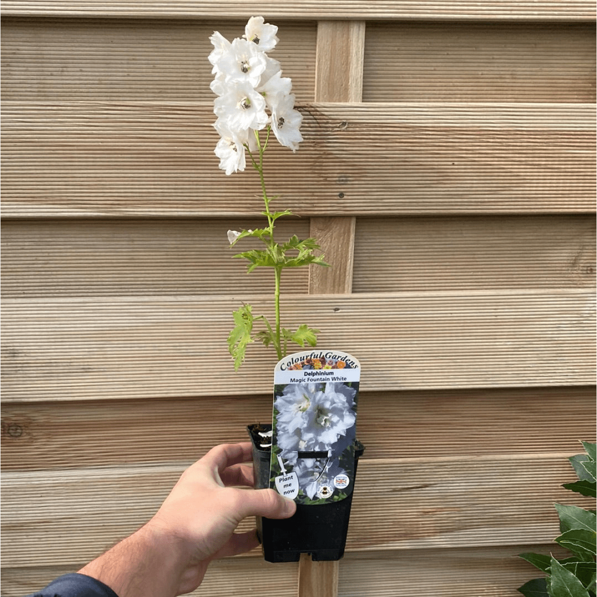 Delphinium 'Magic Fountain White Dark Bee' - 9cm/1.5L Pot - plants - express.com