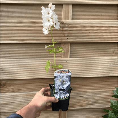 Delphinium 'Magic Fountain White Dark Bee' - 9cm/1.5L Pot - plants - express.com