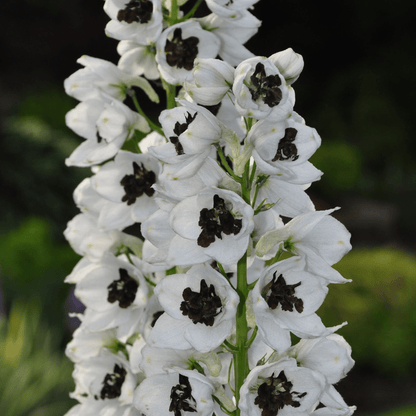 Delphinium 'Magic Fountain White Dark Bee' - 9cm/1.5L Pot - plants - express.com