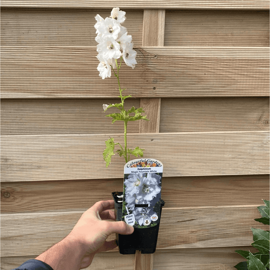 Delphinium 'Magic Fountain White Dark Bee' - 9cm/1.5L Pot - plants - express.com