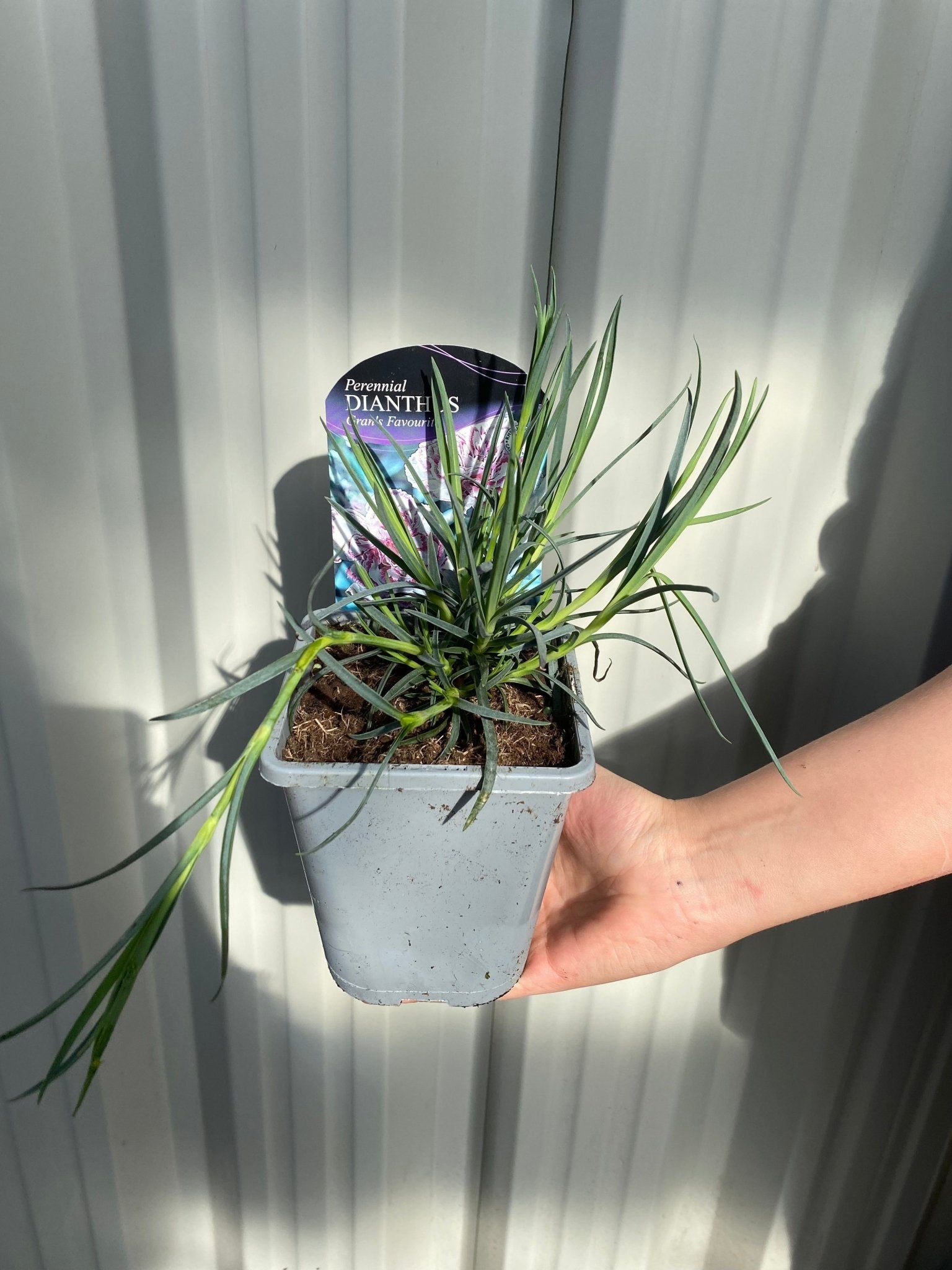 Dianthus Gran's Favourite: Fragrant White Raspberry Blooms, 1L Pot - plants - express.com