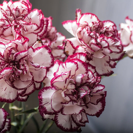 Dianthus Gran's Favourite: Fragrant White Raspberry Blooms, 1L Pot - plants - express.com