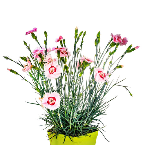 Dianthus x allwoodii 'Tequila Sunrise' - Fragrant Apricot Flowers - plants - express.com