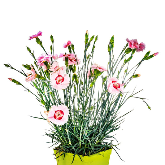Dianthus x allwoodii 'Tequila Sunrise' - Fragrant Apricot Flowers - plants - express.com