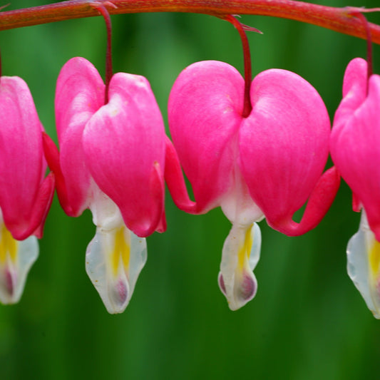 Dicentra Spectabilis 'Bleeding Heart' Pink (6cm - 2L) - plants - express.com