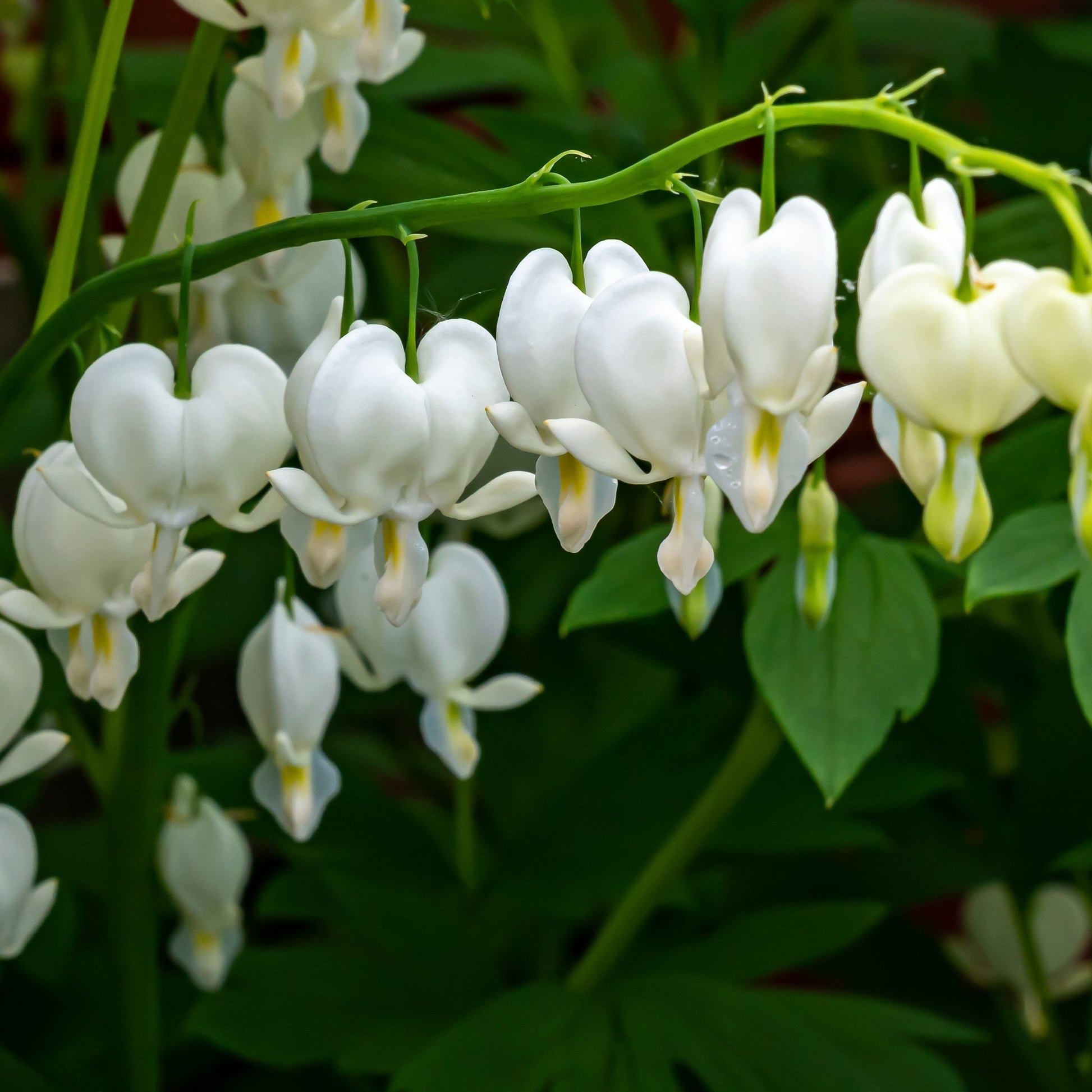 Dicentra Spectabilis 'Bleeding Heart' White - plants - express.com