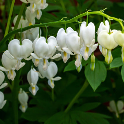 Dicentra Spectabilis 'Bleeding Heart' White - plants - express.com
