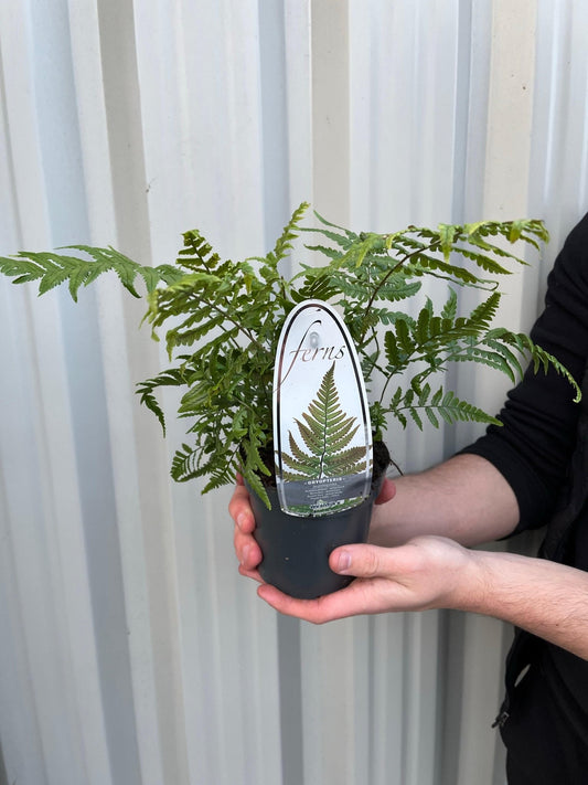 Dryopteris Fern in 11cm Pot - Easy - Care Shade Plant - plants - express.com