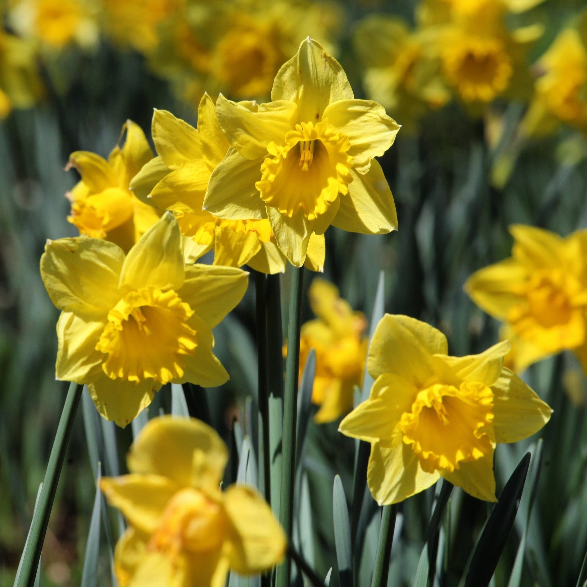 Dutch Master Daffodil - 8 Bulbs, Fragrant, 11cm Blooms, 45cm Tall - plants - express.com