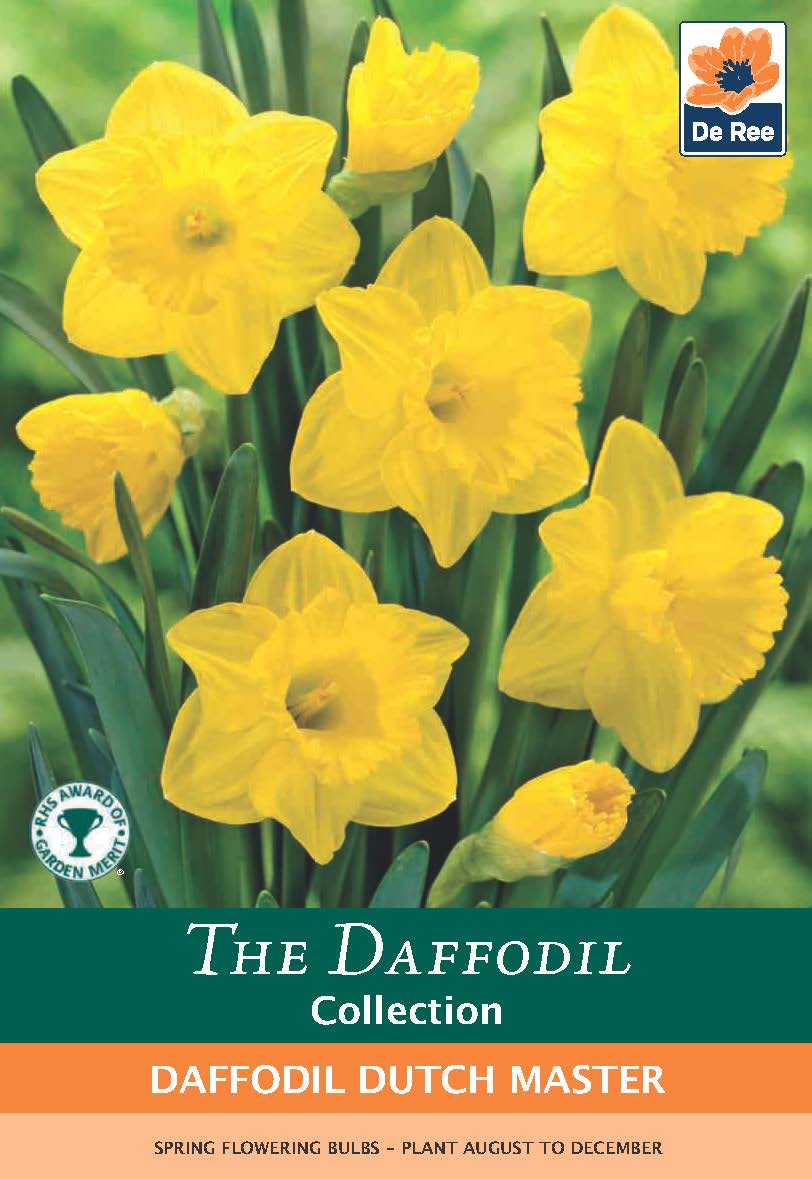 Dutch Master Daffodil - 8 Bulbs, Fragrant, 11cm Blooms, 45cm Tall - plants - express.com