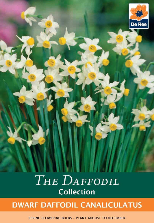 Dwarf Daffodil Canaliculatus Bulb Pack - 6 Bulbs for Pots - plants - express.com