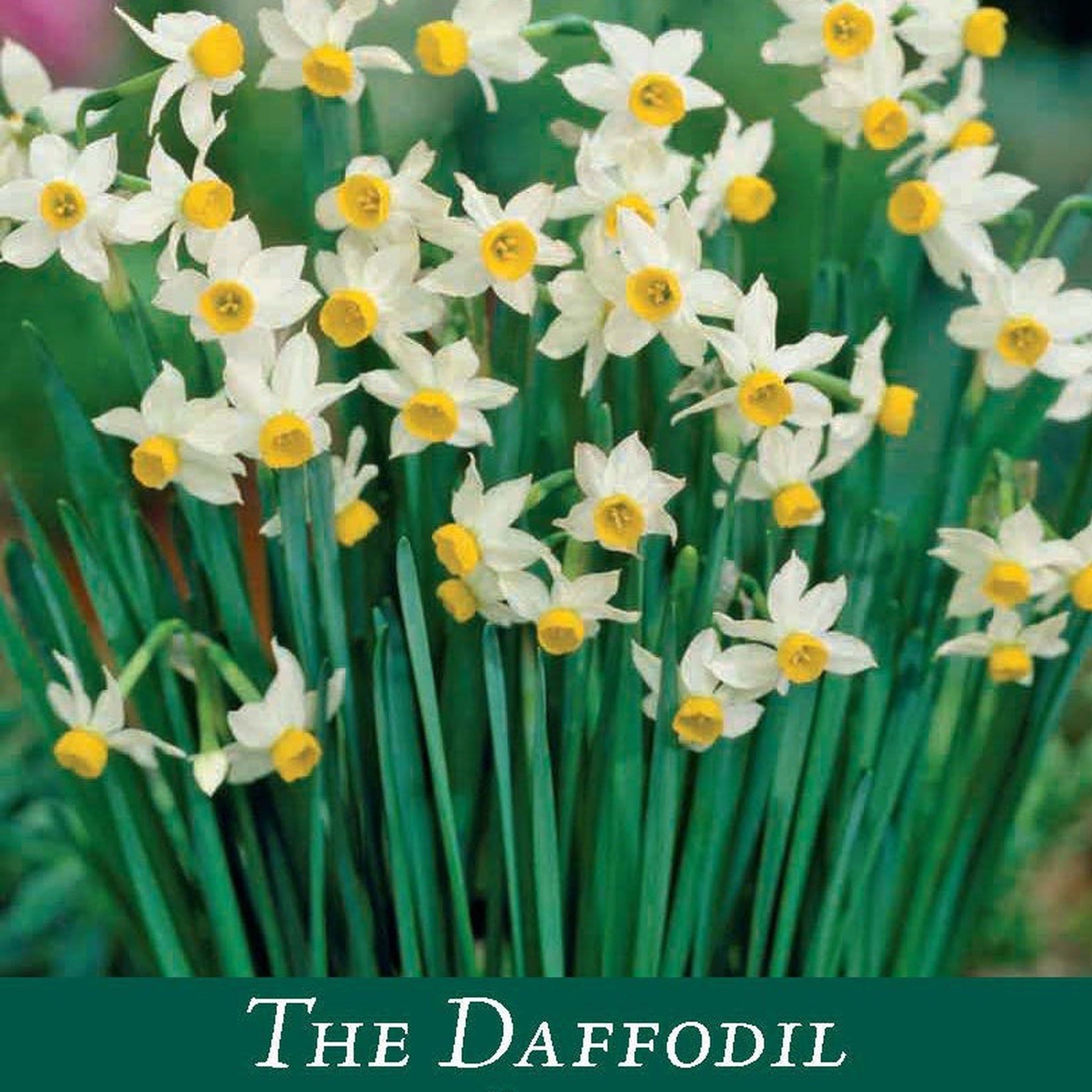 Dwarf Daffodil Canaliculatus Bulb Pack - 6 Bulbs for Pots - plants - express.com