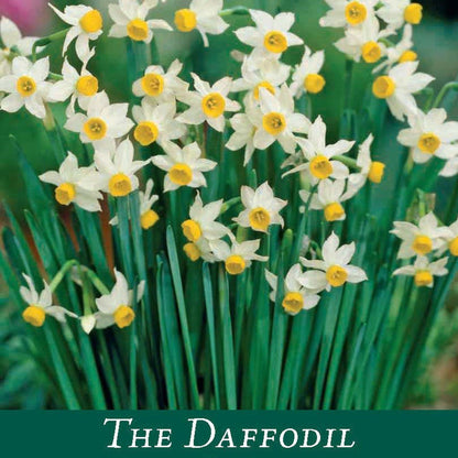 Dwarf Daffodil Canaliculatus Bulb Pack - 6 Bulbs for Pots - plants - express.com