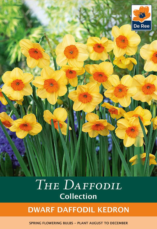 Dwarf Daffodil Kedron - Fragrant 8 - Bulb Pack, Buttercup Yellow with Orange Cup - plants - express.com