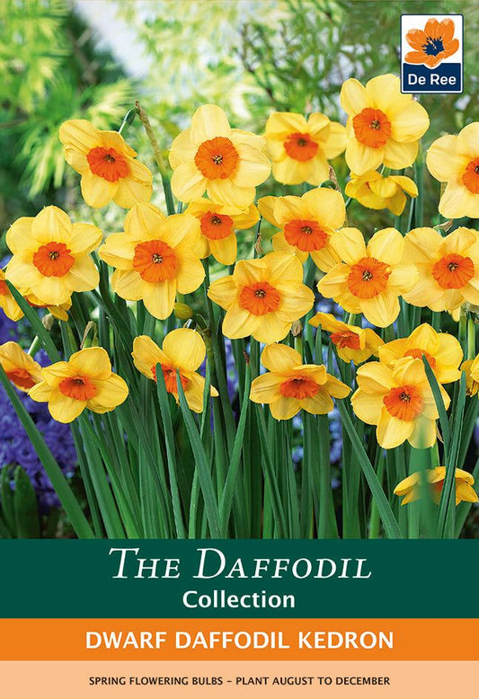 Dwarf Daffodil Kedron - Fragrant 8 - Bulb Pack, Buttercup Yellow with Orange Cup - plants - express.com