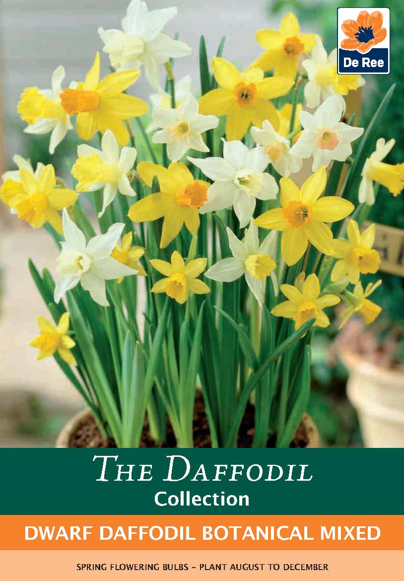 Dwarf Daffodil Mixed Botanical Bulbs (10 Bulbs) - Bright Spring Colour - plants - express.com