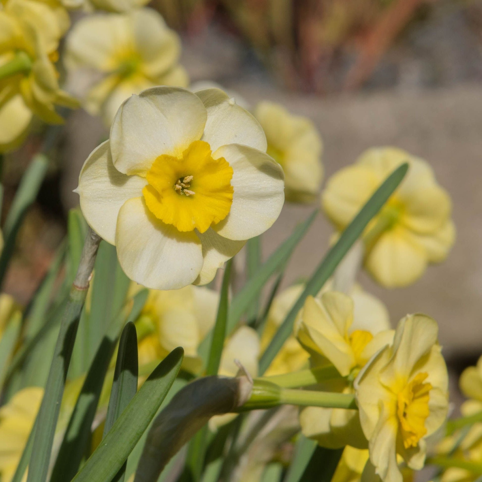Dwarf Daffodil 'Sun Disc' (8 Bulbs) - plants - express.com