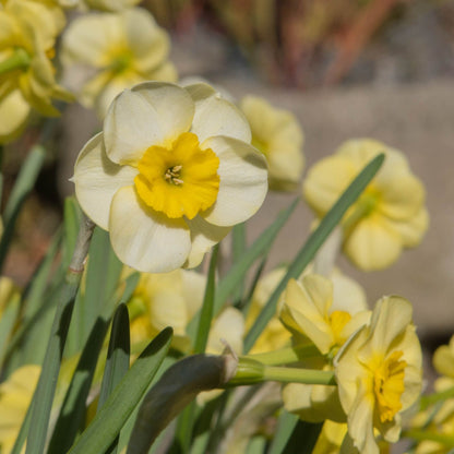 Dwarf Daffodil 'Sun Disc' (8 Bulbs) - plants - express.com