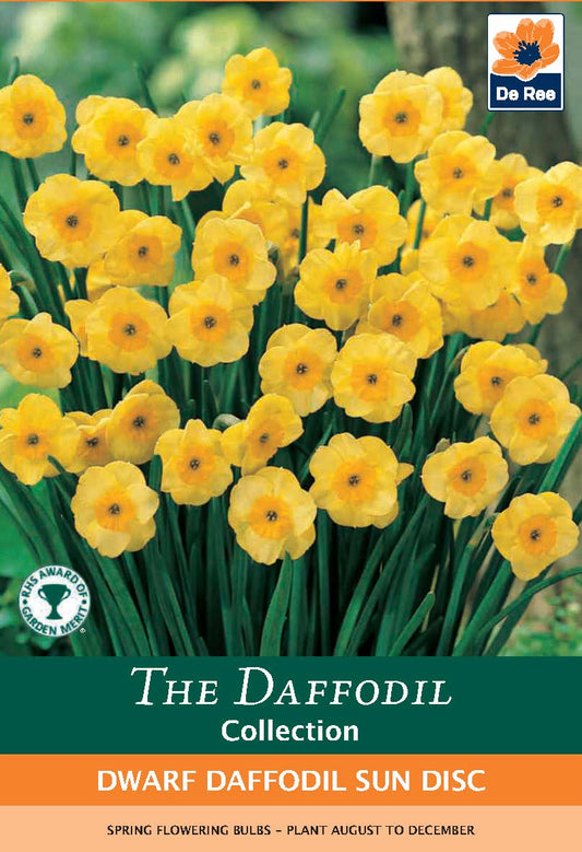 Dwarf Daffodil 'Sun Disc' (8 Bulbs) - plants - express.com