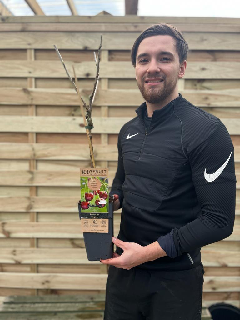 Dwarf Patio Cherry Tree 'Regina' - plants - express.com