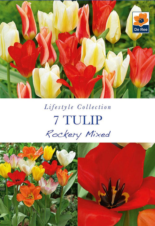 Dwarf Tulip Mix for Rockery & Containers – 7 Bulbs - plants - express.com