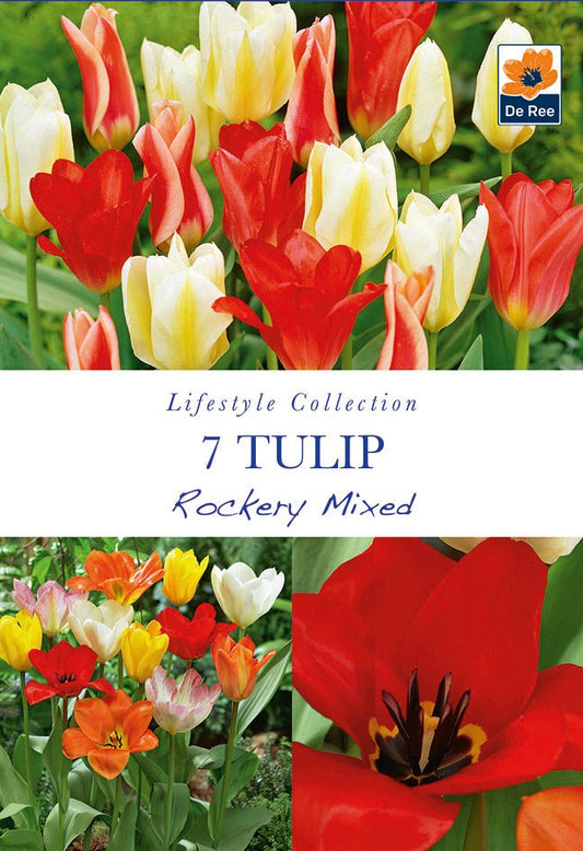 Dwarf Tulip Mix for Rockery & Containers – 7 Bulbs - plants - express.com