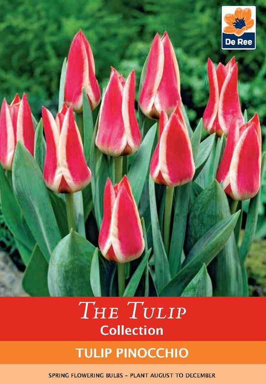 Dwarf Tulip 'Pinocchio' (6 Bulbs) - plants - express.com