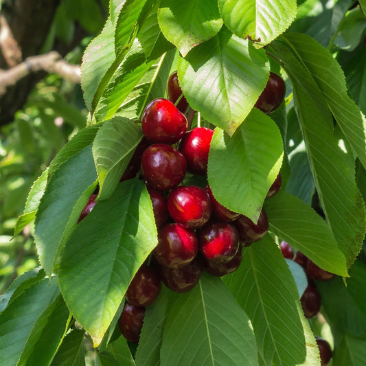 Dwarf/Patio Cherry Tree 'Sunburst' (Prunus avium) 1m - plants - express.com