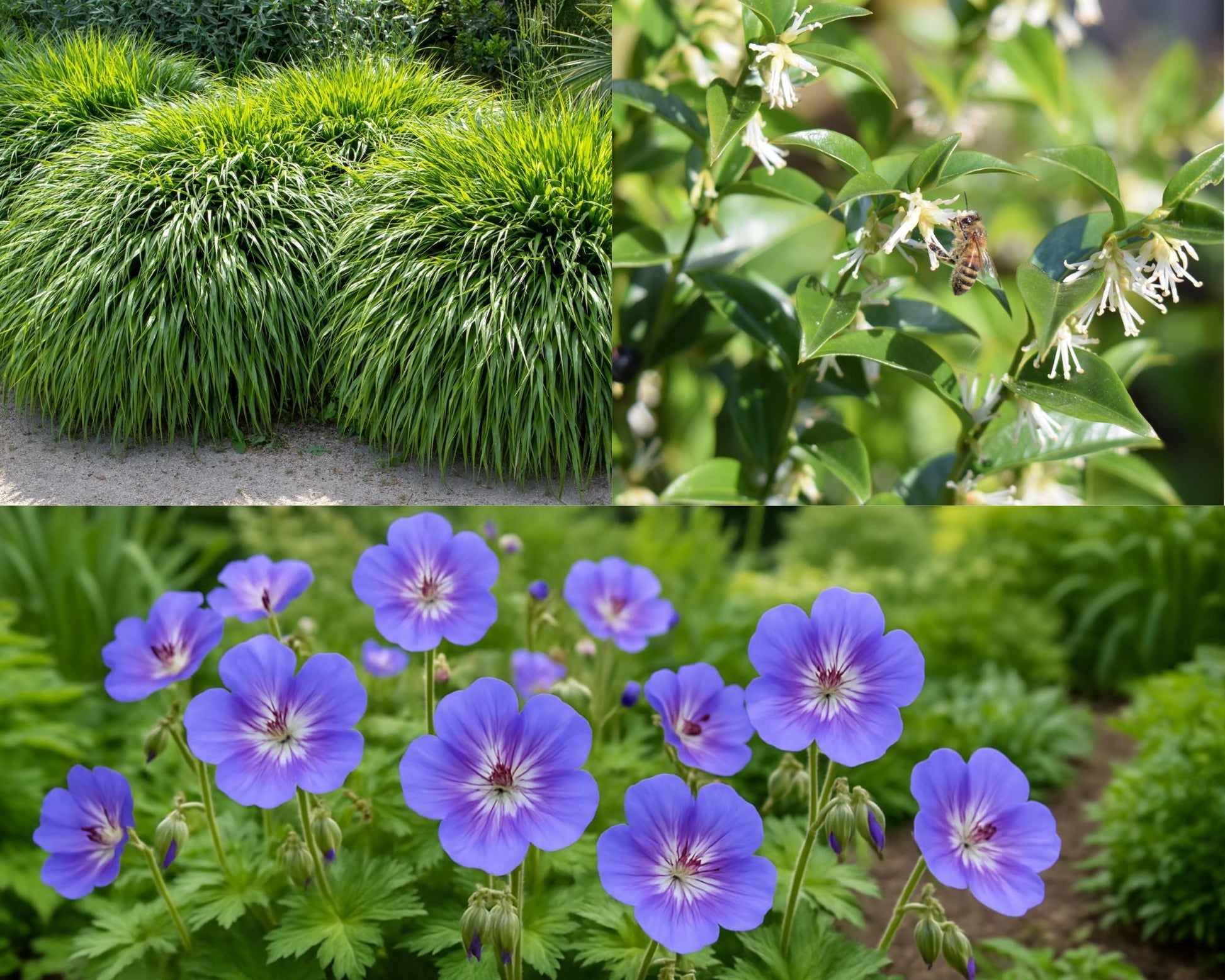 Dylan's Top 3 Shade Garden Picks for Year - Round Beauty - plants - express.com