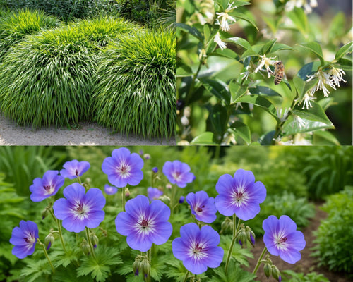 Dylan's Top 3 Shade Garden Picks for Year - Round Beauty - plants - express.com