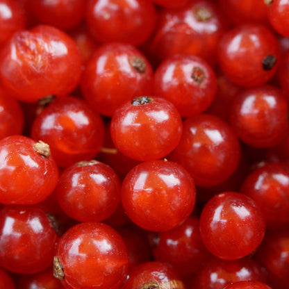 Early Ripening Red Currant Bush 'Jonkheer van Tets' - 2L & 4L Options Available - plants - express.com