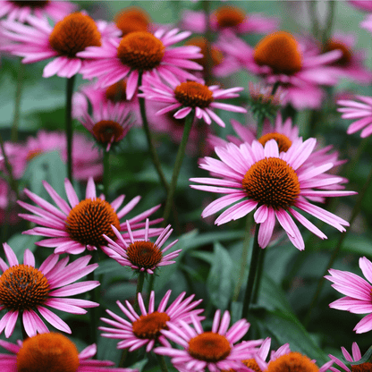 Echinacea 'Magnus' 9cm Pot - plants - express.com