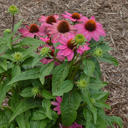 Echinacea purpurea 9cm - plants - express.com